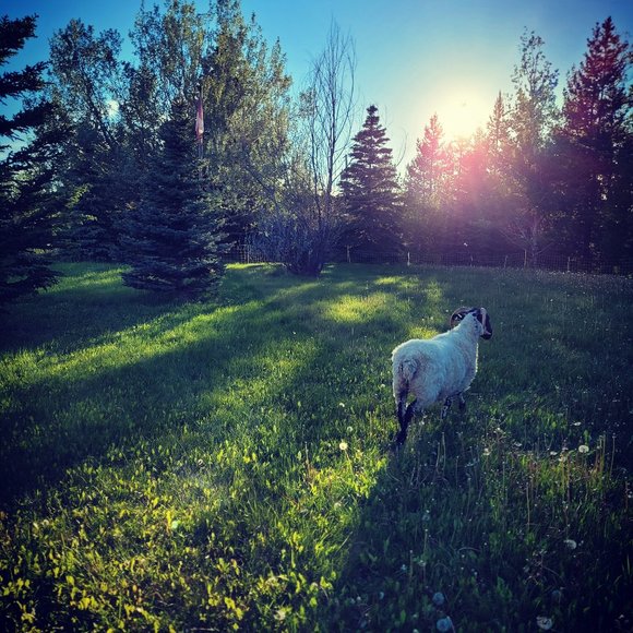 Meet your Posher, Liv - Picture 9 of 10